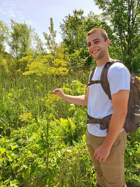 Zuill internship in the giant hogweed blooms